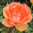 Rose 'Pat Austin': Bild 6/9