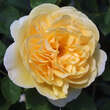 Rose 'Graham Thomas': Bild 5/9