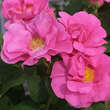 Rose 'Officinalis' (gallica): Bild 2/5