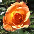 Rose 'Westzeit': Bild 2/7