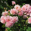 Rose 'Felicia' (moschata): Bild 4/4