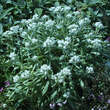 Anaphalis triplinervis: Bild 4/4