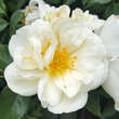 Rose 'Dir. Benschop' (wich.): Bild 4/7