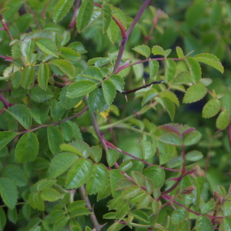 Kleinblütige Rose - Rosa micrantha - rosa