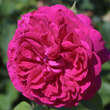 Rose 'The Dark Lady': Bild 3/3