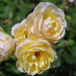 Rose 'Graham Thomas': Bild 7/9