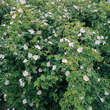 Rosa rubiginosa: Bild 3/3