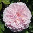 Rose 'The Wedgewood Rose': Bild 2/6