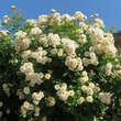 Rose 'Ghislane de Feligonde' (moy.): Bild 3/10