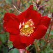 Rose 'Red Compact Meidiland': Bild 5/6