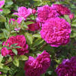 Rose 'Sophy's Rose': Bild 3/6