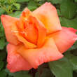 Rose 'Climbing Christophe Colomb': Bild 2/6