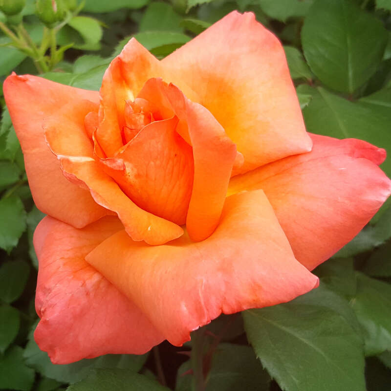 Moderne Kletterrose Rose 'Climbing Christophe Colomb' orange