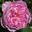 Rose 'The Ingenious Mr. Fairchild': Bild 2/4