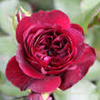 Rose 'Tradescant': Bild 4/5