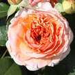 Rose 'Chippendale': Bild 3/4