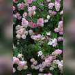 Rose 'Raubritter': Bild 6/7