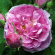 Rose 'Raubritter': Bild 4/6