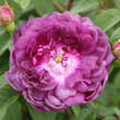 Rose 'Cardinal de Richelieu' (gall): Bild 3/4