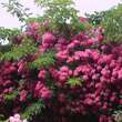 Rose 'Maria Liesa' (multiflora): Bild 8/8
