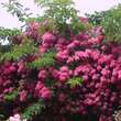 Rose 'Maria Liesa' (multiflora): Bild 7/7