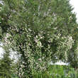Rose 'Paul's Himalayan Musk': Bild 3/4