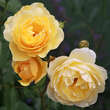 Rose 'Graham Thomas': Bild 7/8