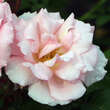 Rose 'Kathleen Harrop': Bild 4/4