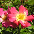 Rose 'Pink Compact Meidiland': Bild 2/4