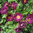 Rose 'Violette': Bild 2/2