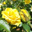 Rose 'Golden Bonica': Bild 2/4