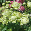 Rose 'Lovely Green': Bild 3/4