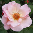 Rose 'Meg': Bild 3/3