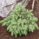 Picea pungens 'Waldbrunn' - Kissen-Blaufichte