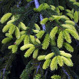 Picea orientalis 'Aureospicata' - Goldspitzen-Fichte