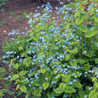 Brunnera macrophylla: Bild 2/5