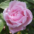 Rose 'Alfred de Dalmas'(centifolia): Bild 2/4