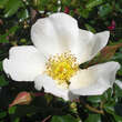 Rose 'Jersey Beauty': Bild 3/3