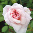 Rose 'Climbing Cecile Brunner': Bild 3/4