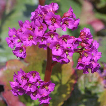 Bergenia 'Abendglut'