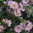 Rose 'Oleanderrose': Bild 3/7