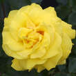 Rose 'Friesia': Bild 5/10