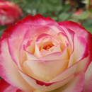 Rose 'Blumenstadt Tulln' - Beetrose