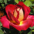 Rose 'Bolchoi': Bild 2/5