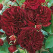 Rose 'Tradescant': Bild 5/5