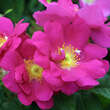 Rose 'Officinalis' (gallica): Bild 3/5
