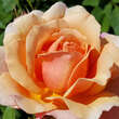 Rose 'Sonnenwelt': Bild 3/5