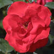 Rose 'Chorus': Bild 2/4