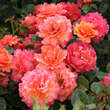 Rose 'Easy Does It': Bild 7/11