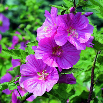 Lavatera 'Bredon Springs'